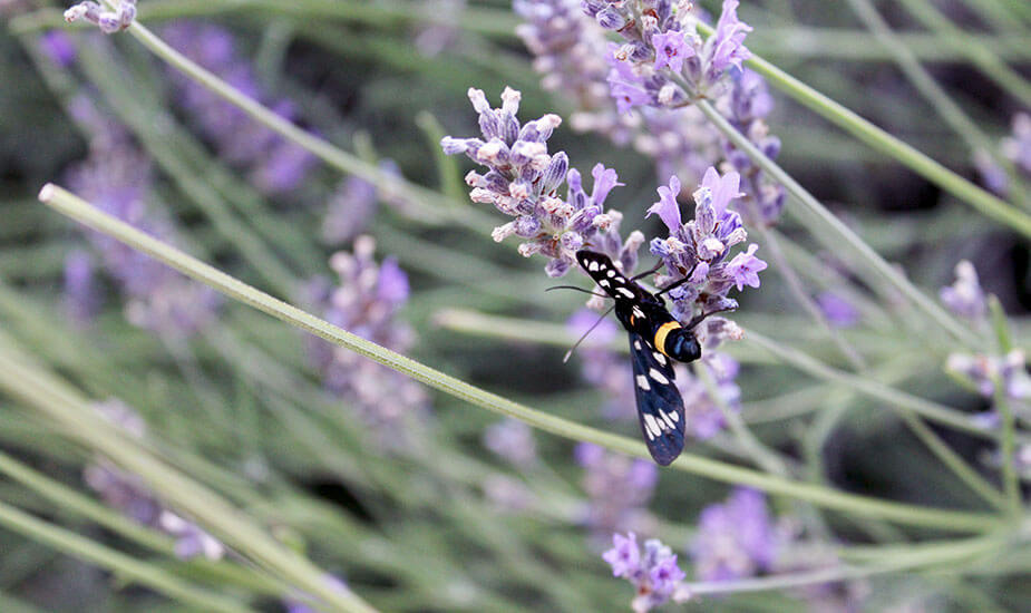 lavanda kao zacin u kulinarstvu recepti za kolace s lavandom