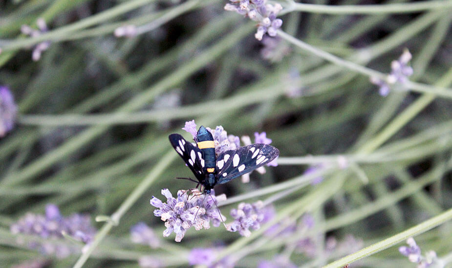 lavanda kao zacin u kulinarstvu recepti za kolace s lavandom