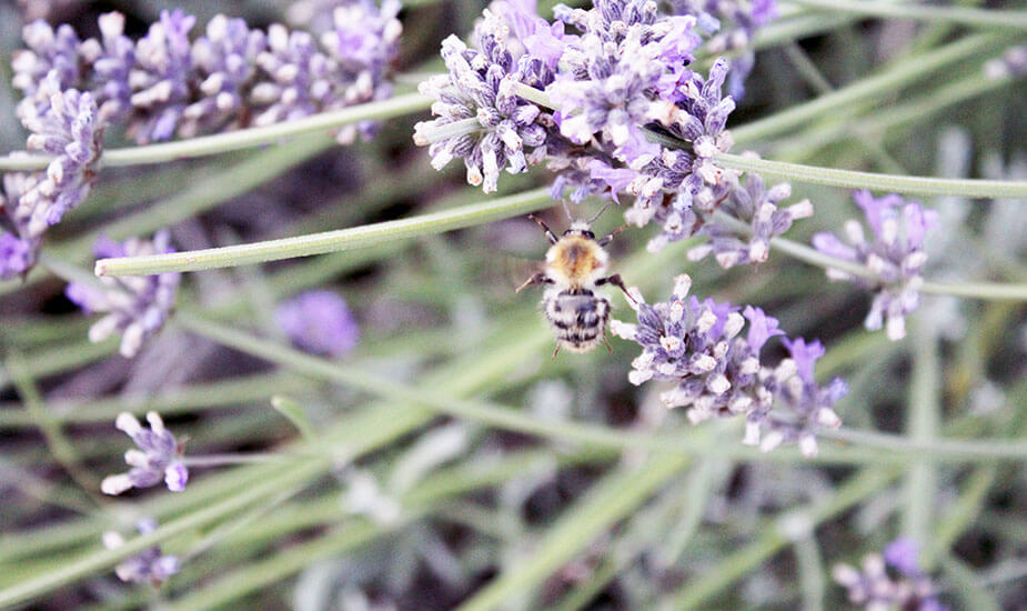 lavanda kao zacin u kulinarstvu recepti za kolace s lavandom