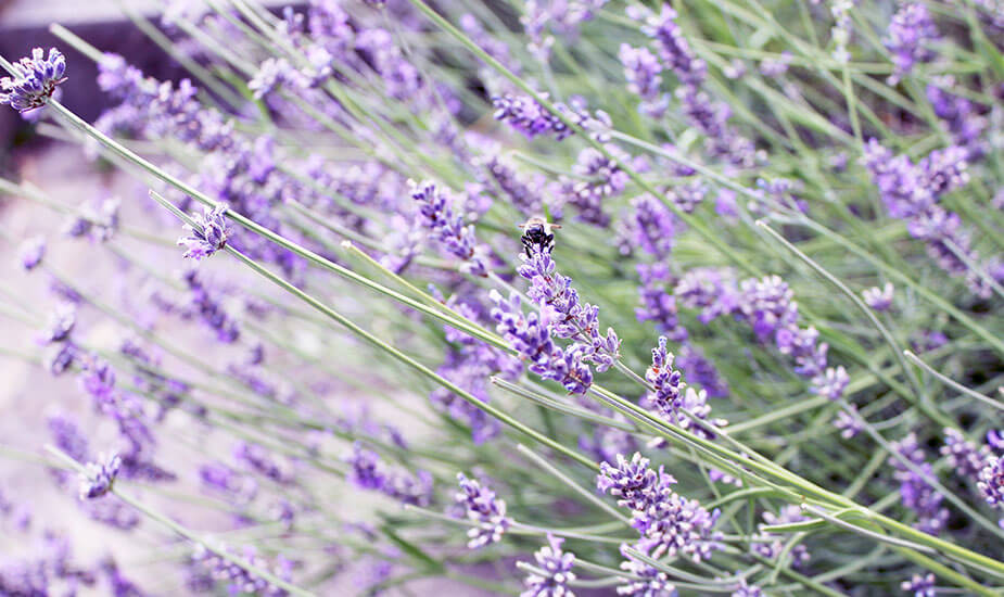lavanda kao zacin u kulinarstvu recepti za kolace s lavandom